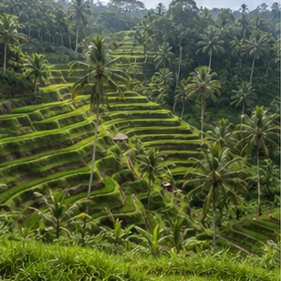 Illustrative catalog artwork of the Tegallalang Rice Terraces in Bali
